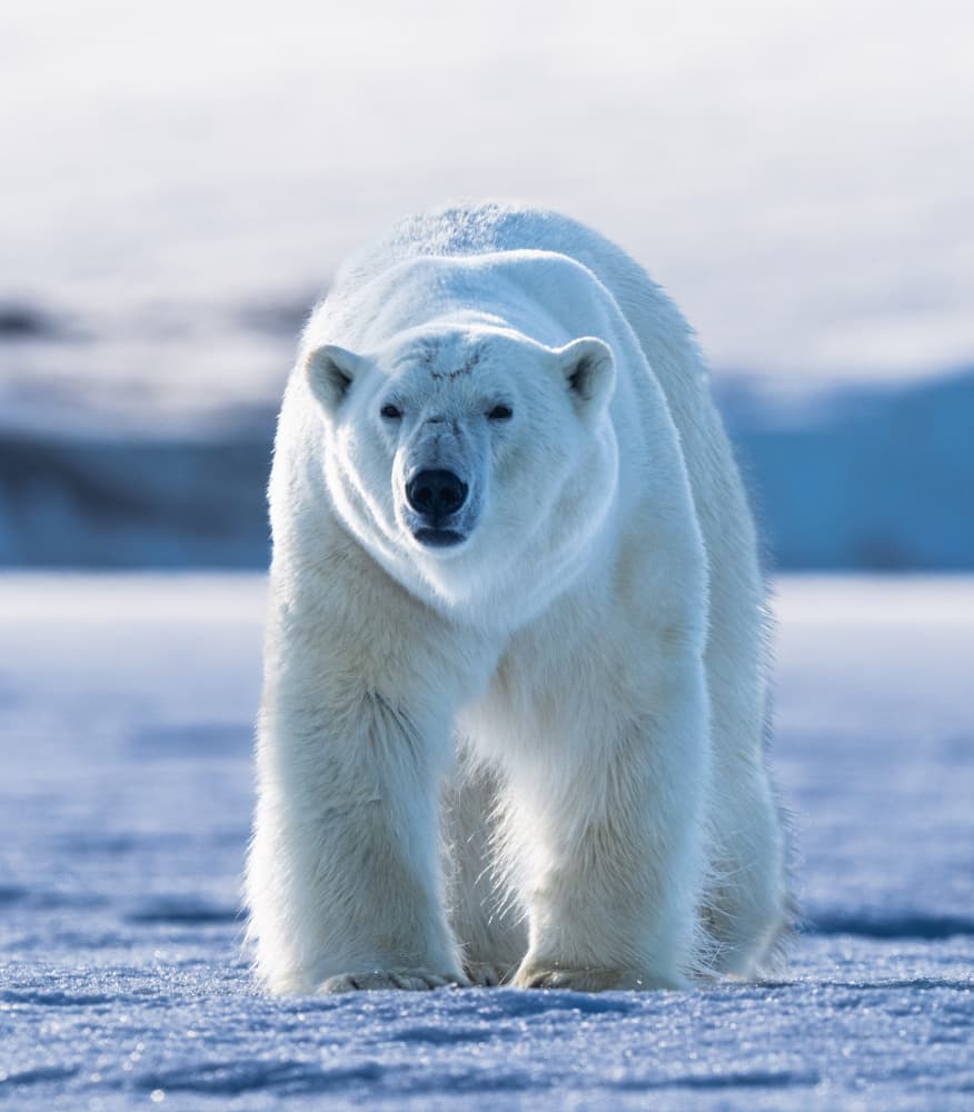 Majestic Polar Bear by Manish Nagpal — canvas wall art