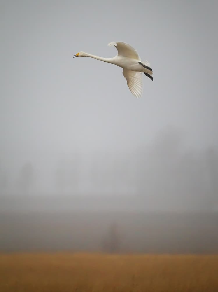 Misty Morning Swan Flight by Jan Sahlén — canvas wall art
