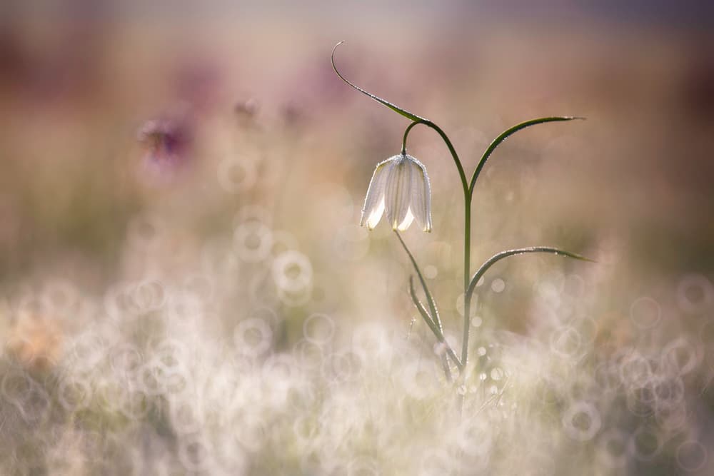 Delicate Morning Flower by Anton van Dongen — canvas wall art