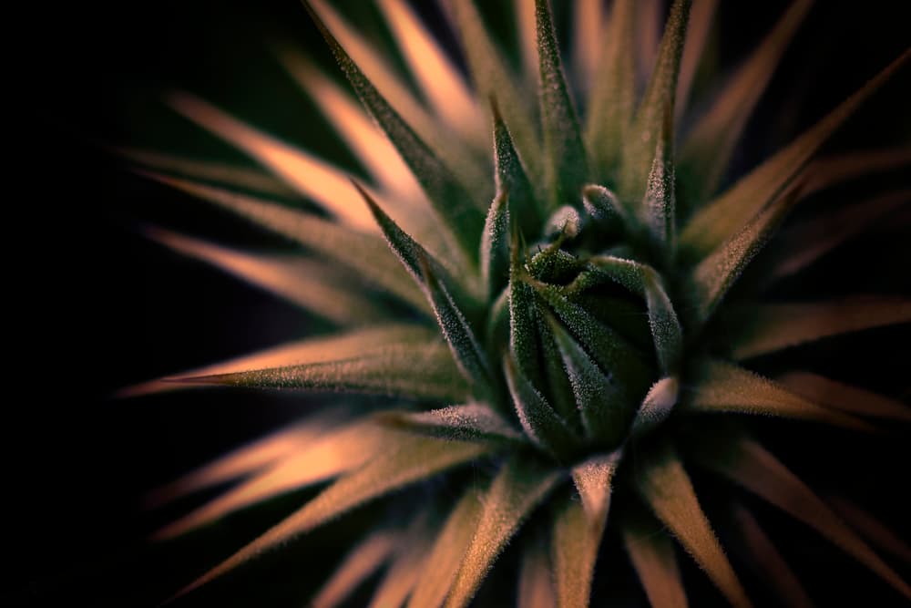 Warm Succulent Glow by Cicek Kiral — canvas wall art