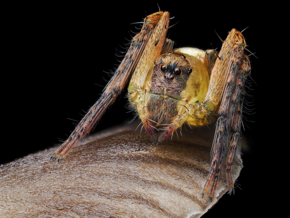 Golden Spider Portrait by HuongHoang — canvas wall art