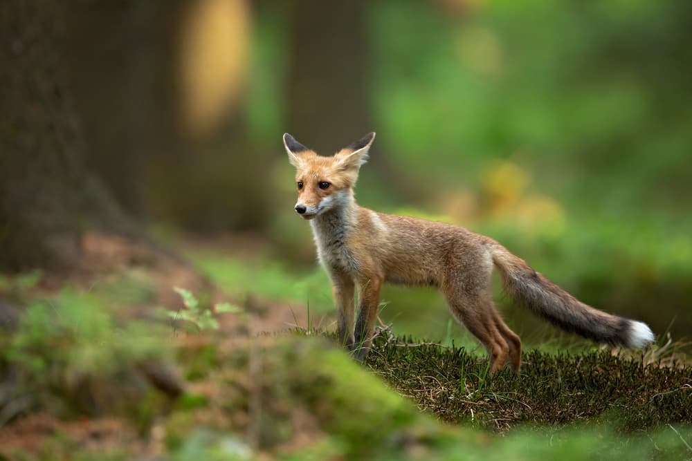 Red Fox by Milan Zygmunt — canvas wall art