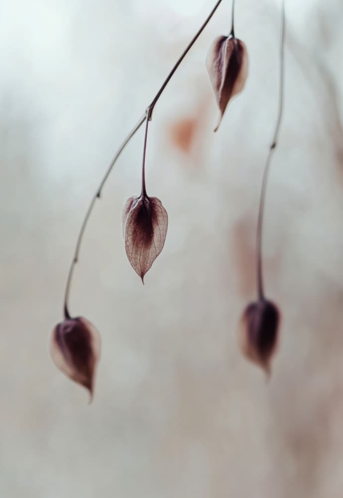 Delicate Silence by Treechild — canvas wall art