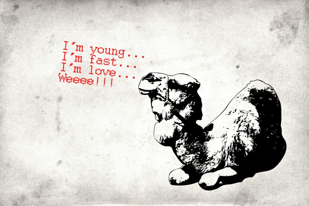 Happy Camel Quote by Rafal Kulik — canvas wall art