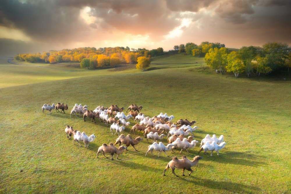 Camels in Autumn by Simoon — canvas wall art