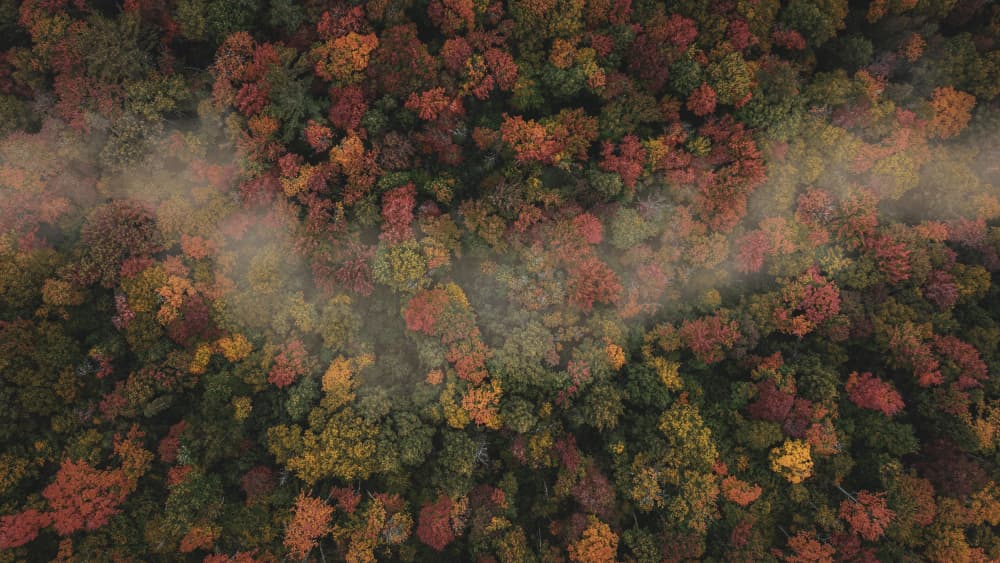 Misty Autumn Forest by Carl Wu — canvas wall art