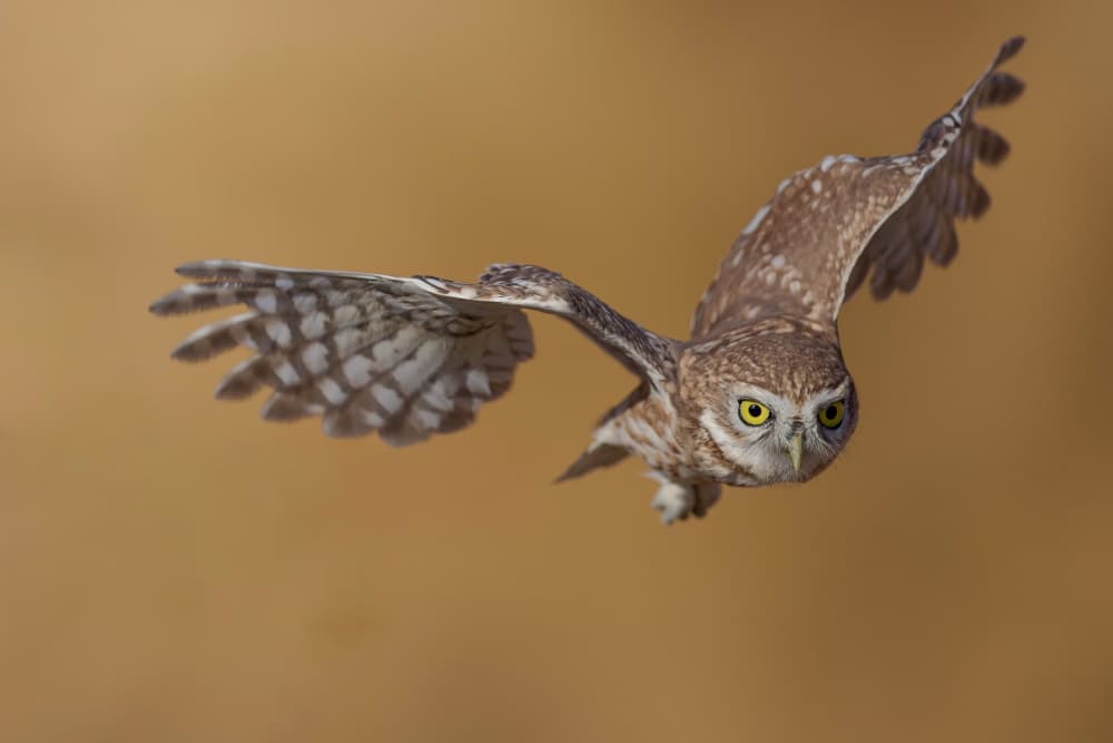 Burrowing Owl in Flight by David Manusevich — canvas wall art