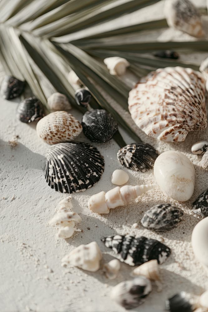 Shellstoriesno04 by Treechild — canvas wall art