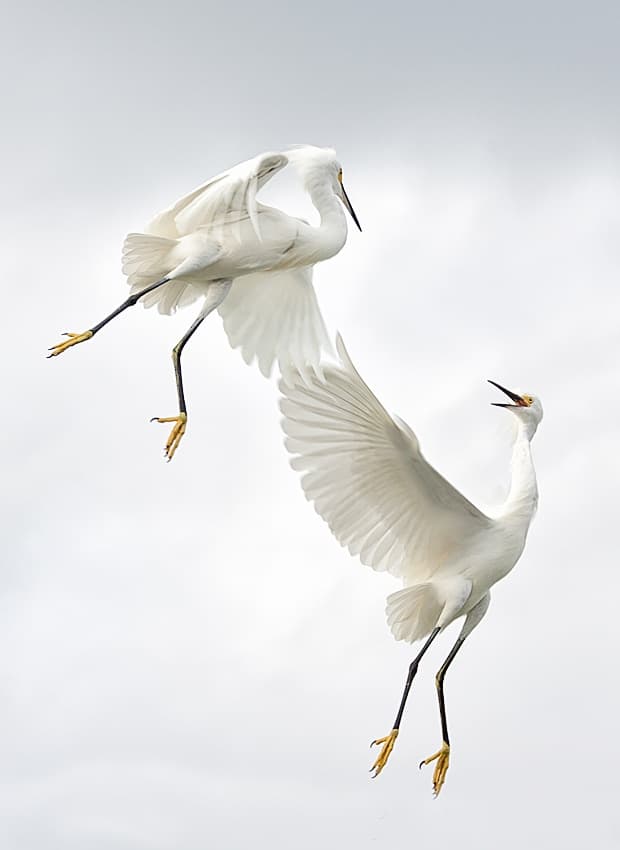 Dancing Egrets by Fabiola Forns — canvas wall art