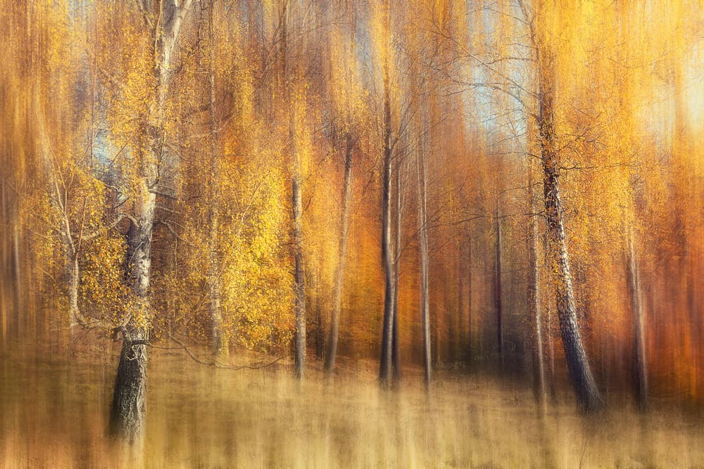 Golden Birch Forest by Gustav Davidsson — canvas wall art