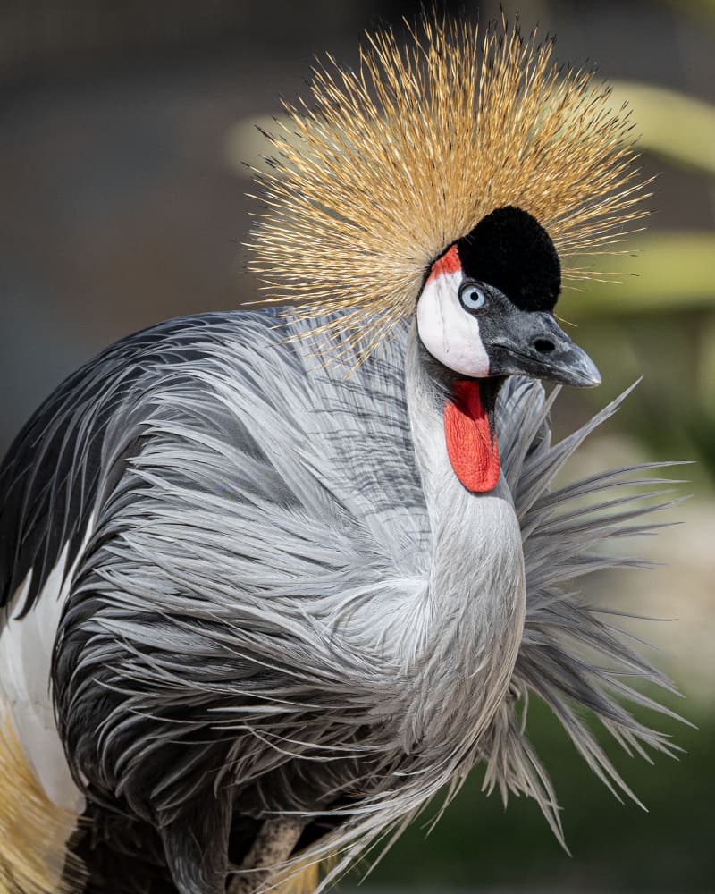 Majestic Crowned Crane by Hamza Qarooni — canvas wall art