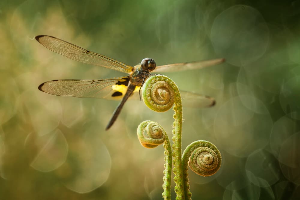 Dragonfly on Fern Frond by Abdul Gapur Dayak — canvas wall art