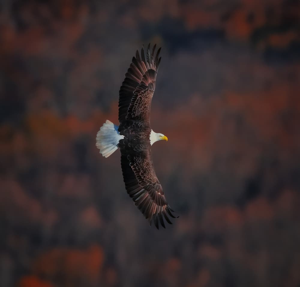 Soaring Bald Eagle by Catherine Wang — canvas wall art
