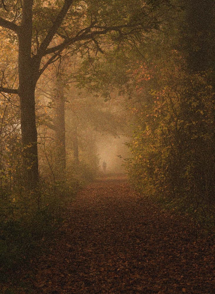 Misty Autumn Path by monique gilleman — canvas wall art