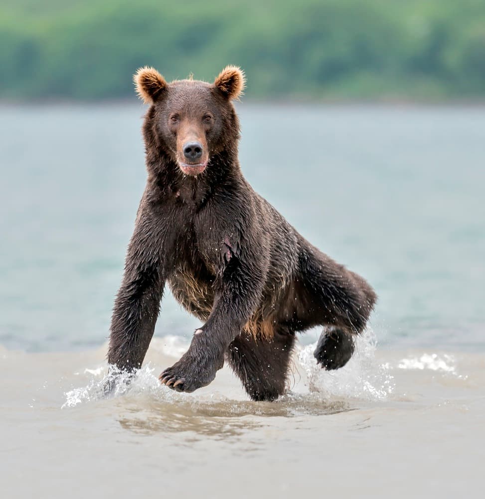 Brown Bear Running Water by Giuseppe DAmico — canvas wall art
