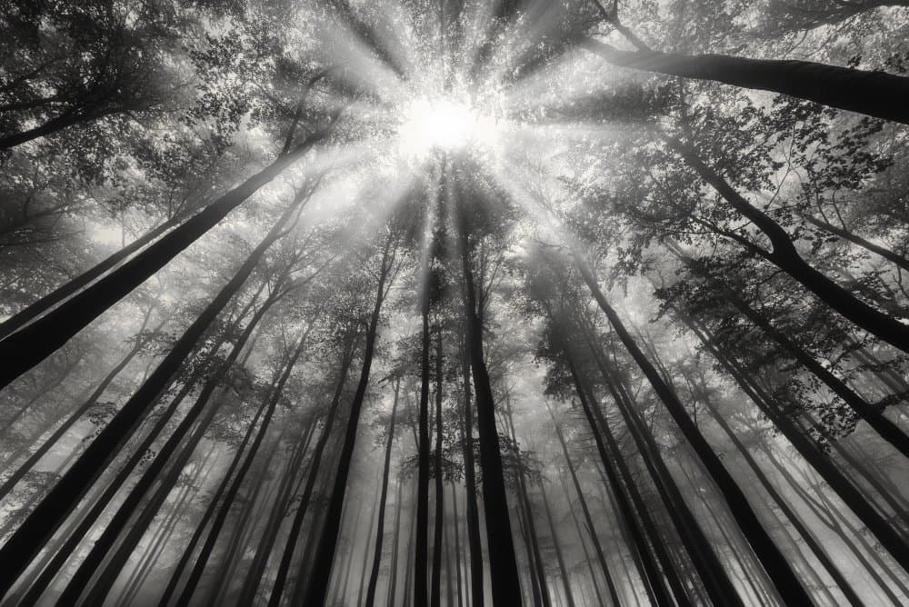 Ethereal Forest Sunbeams by Tom Pavlasek — canvas wall art