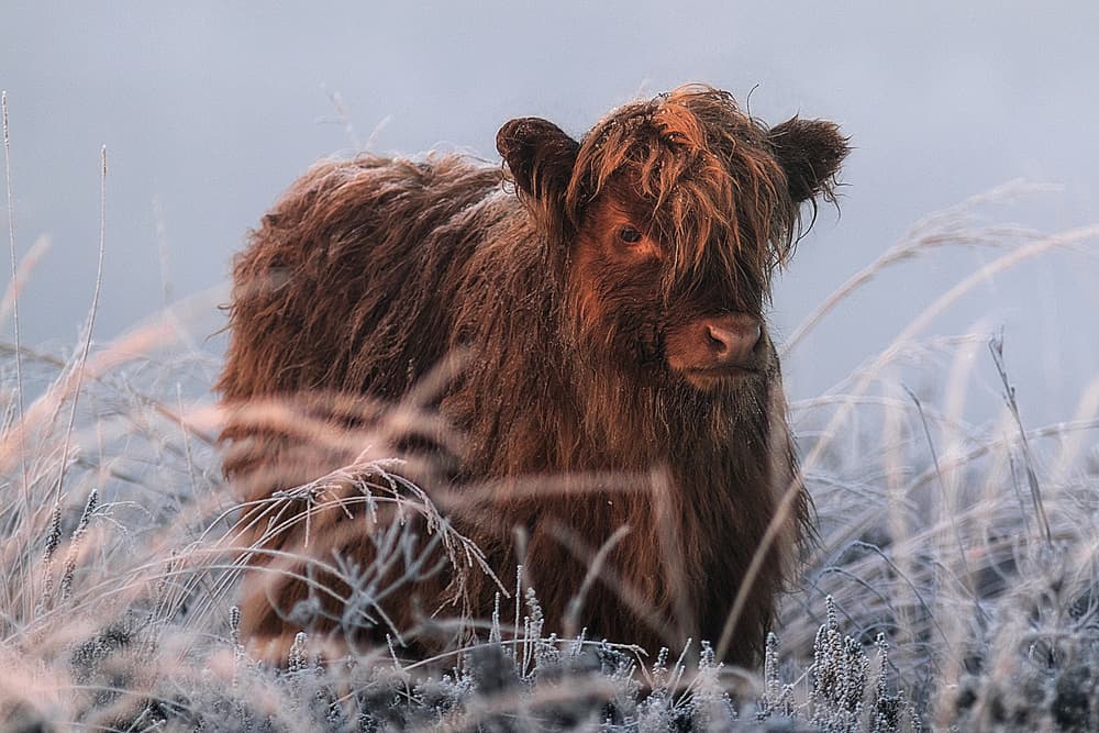 Frosty Highland Calf by Jaap van den Helm — canvas wall art