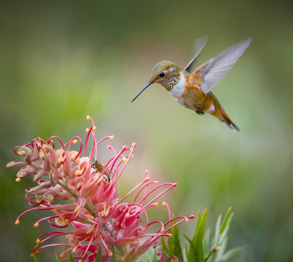 Hummingbird Flower Encounter by Xiaojian Huang — canvas wall art