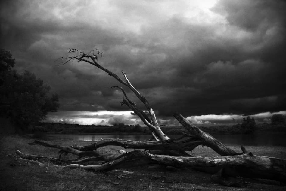 Storm Over Fallen Tree by Codrin Lupei — canvas wall art