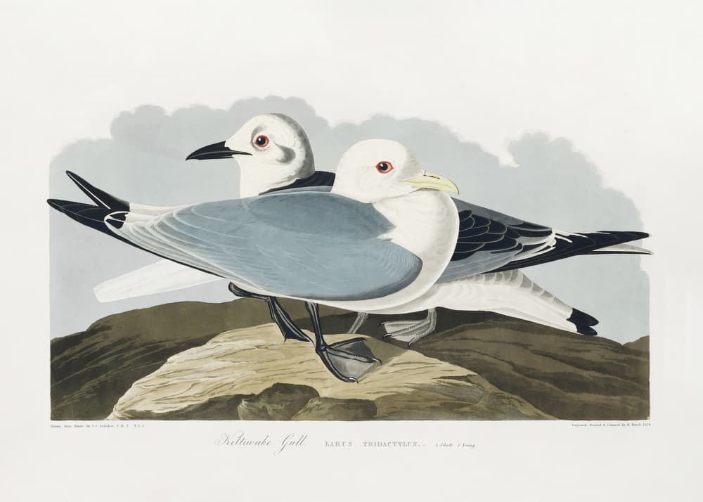 Kittiwake Gull From Birds of America (1827) by John James Audubon — canvas wall art