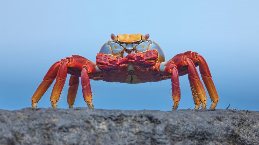 Colorful Sally Lightfoot Crab by Tracy — canvas wall art
