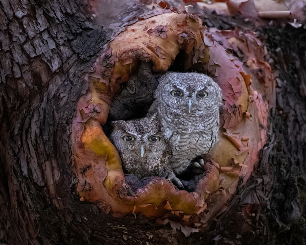 Screech Owls in Hollow by Bill Lu — canvas wall art