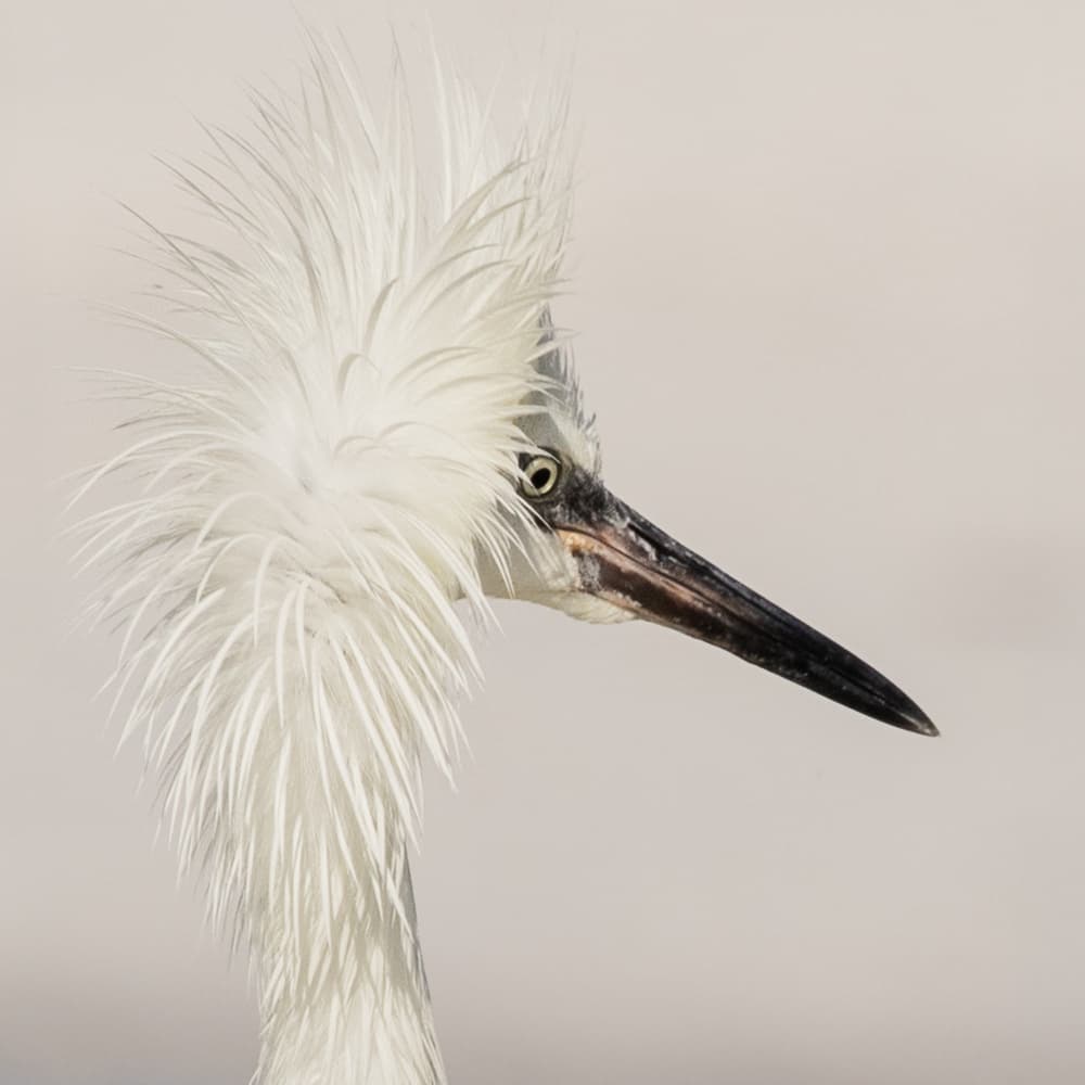 Fluffy White Egret by Linda D Lester — canvas wall art