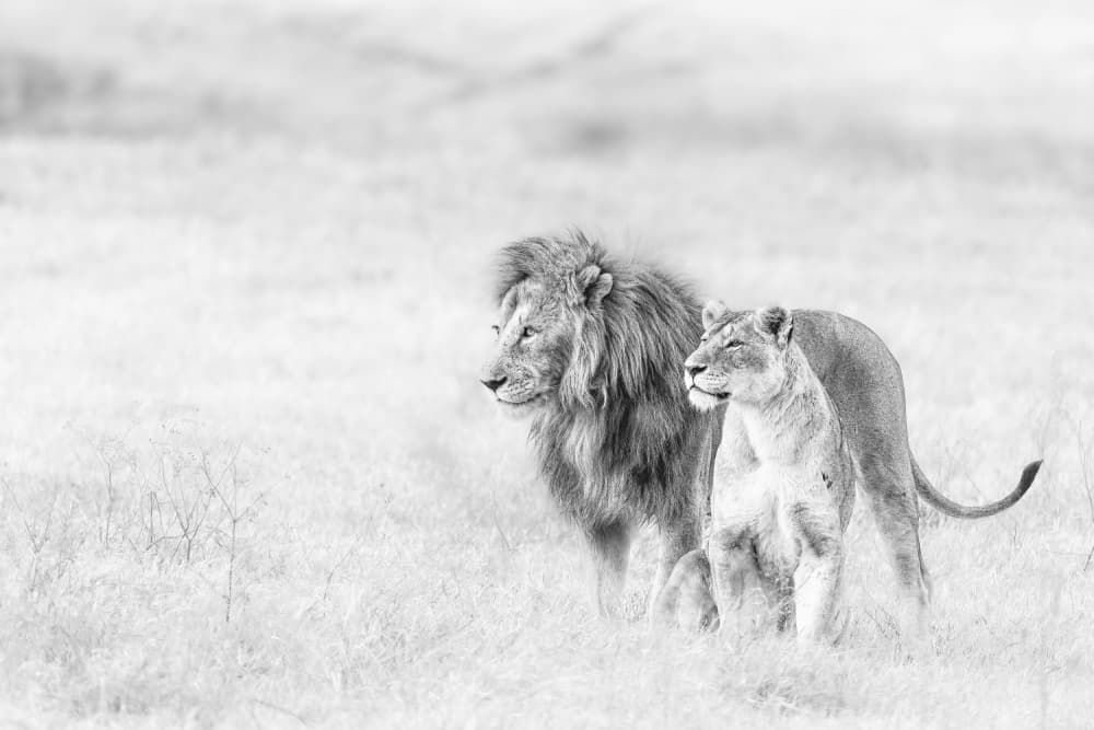 Wild Lion Couple by Ali Khataw — canvas wall art