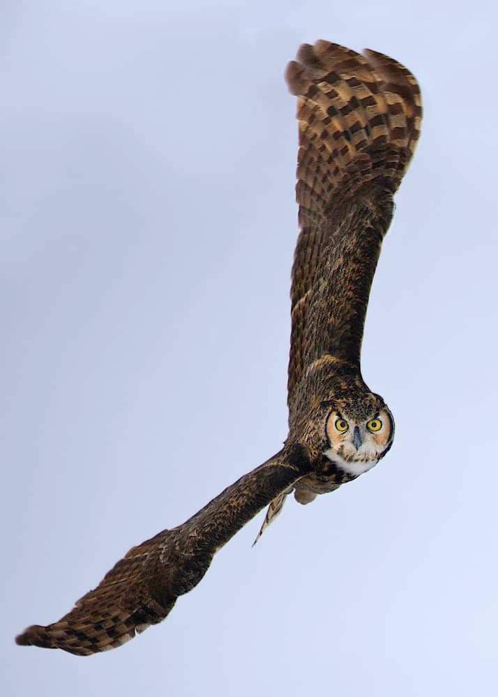 Flying Great Horned Owl by verdon — canvas wall art