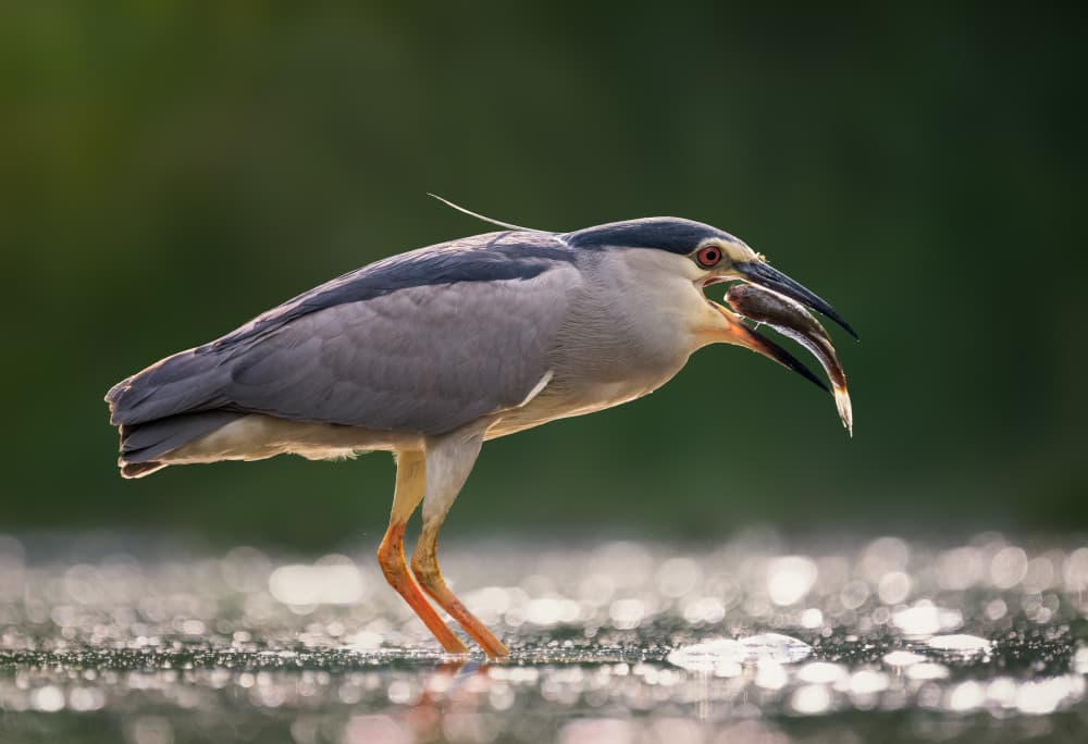 Night Heron's Catch by Vicki Lai — canvas wall art