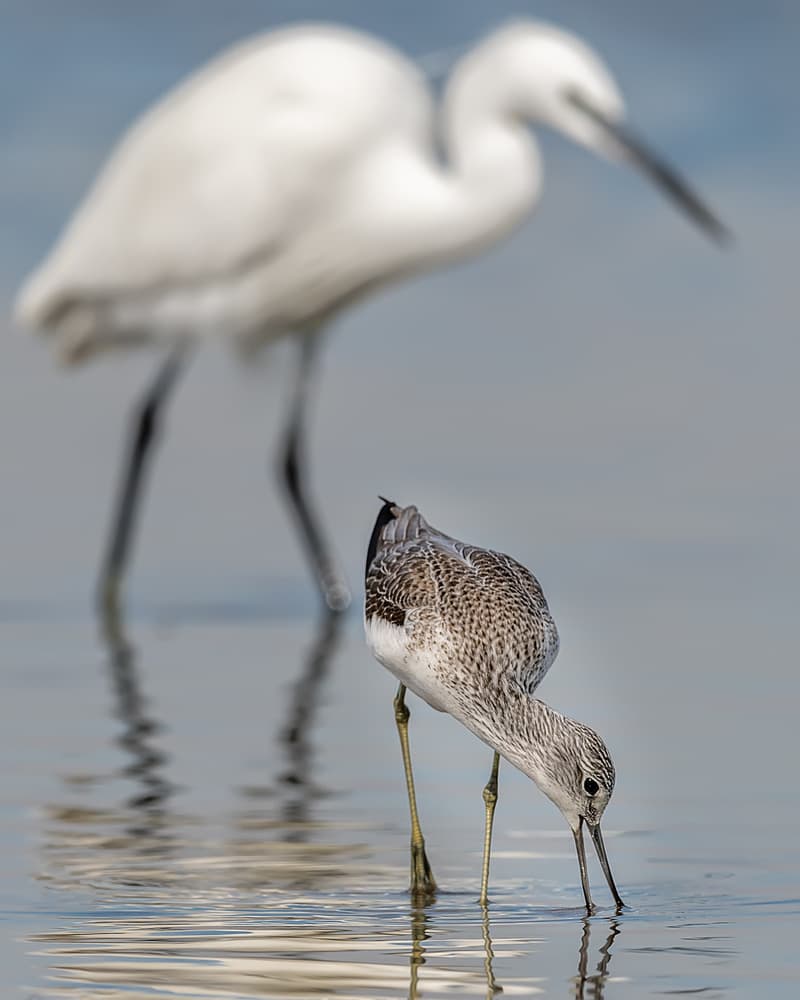 Egret and Shorebird Wading by Ahmed Sobhi — canvas wall art