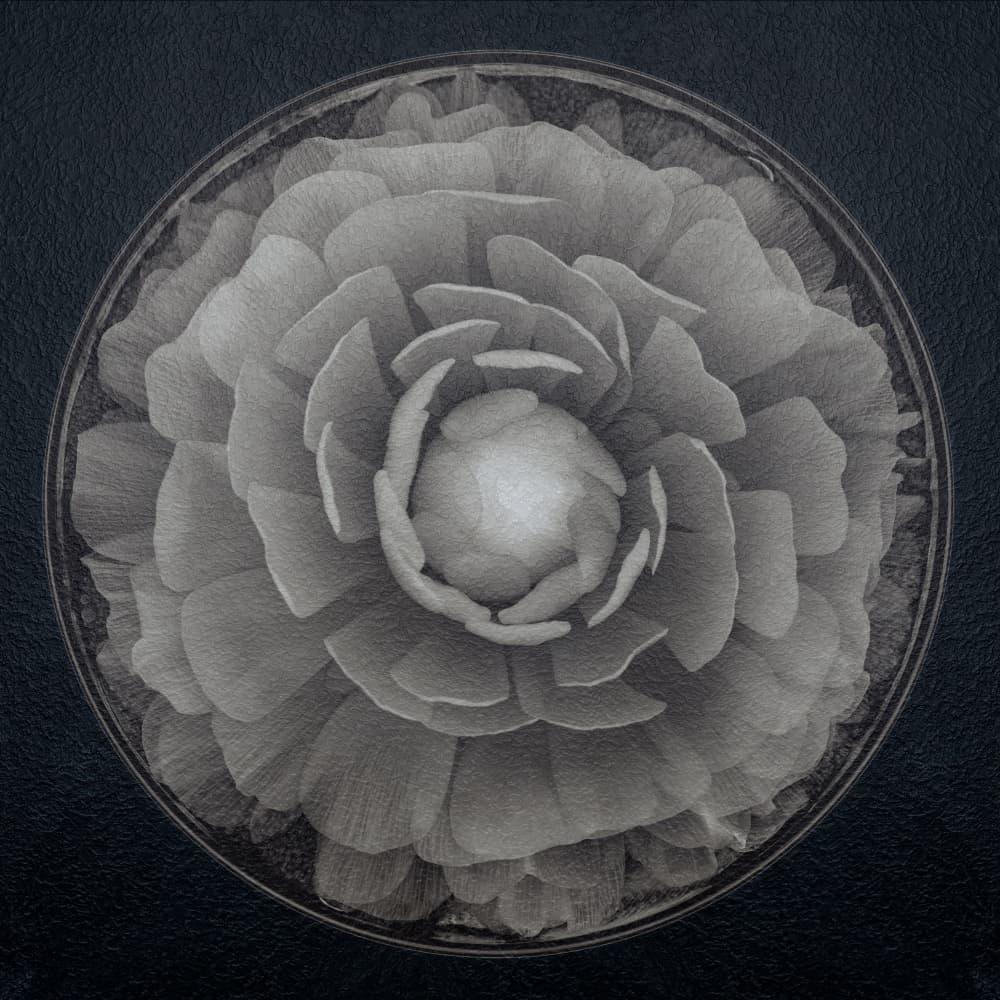 Dark Floral Elegance by Satoshi Hatsumori — canvas wall art