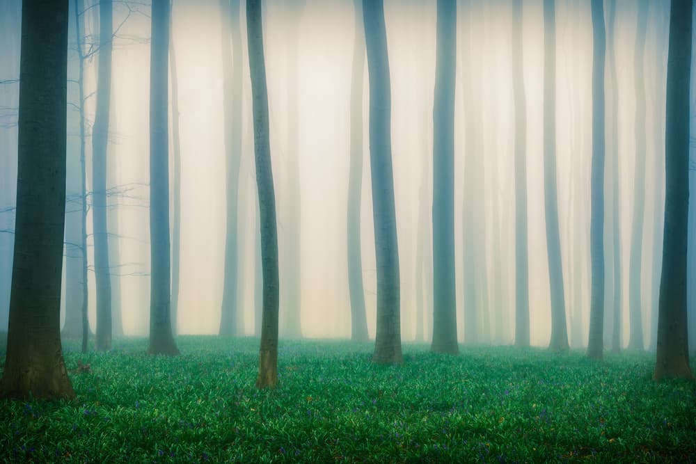 Misty Green Forest by Adrian Popan — canvas wall art