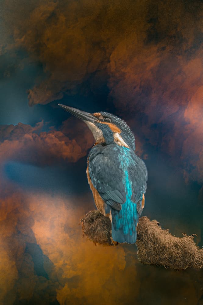 Kingfisher in Ethereal Clouds by Gert J ter Horst — canvas wall art