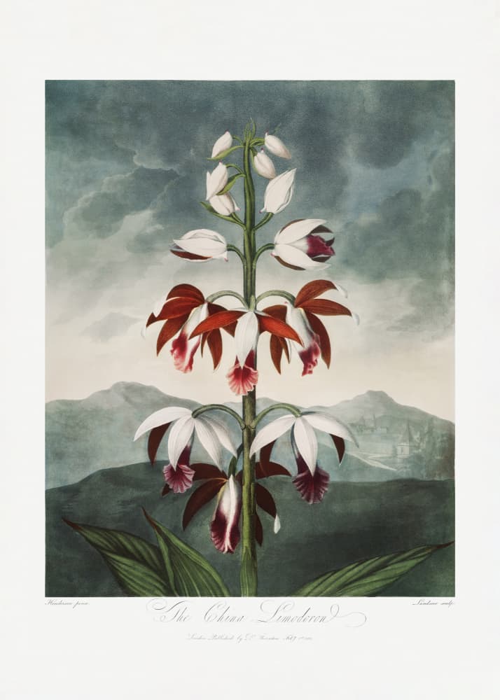 The Chinese Limodoron from The Temple of Flora (1807) by Robert John Thornton — canvas wall art