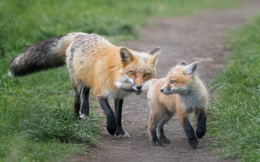 Mother Fox and Kit by Joan Zhang — canvas wall art