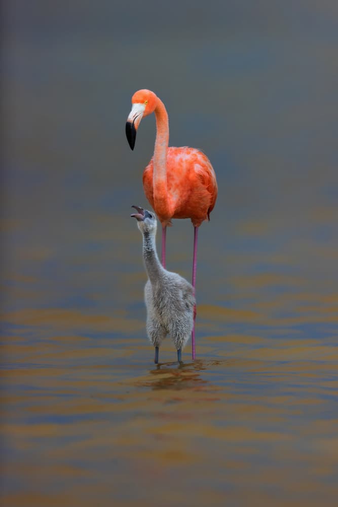 Flamingo and Chick by Jun Zuo — canvas wall art
