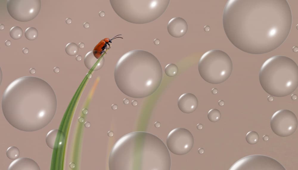 Ladybug on Dewy Grass by Thierry Dufour — canvas wall art