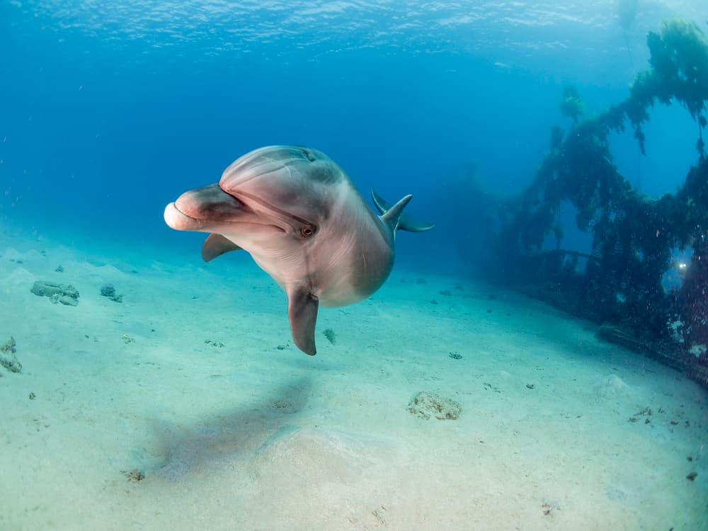 Graceful Dolphin Underwater by Ilan Ben Tov — canvas wall art