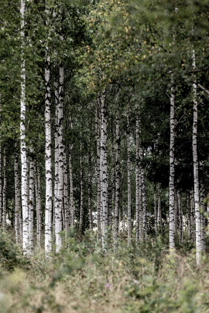 A Swedish Summer 4 by Mareike Böhmer — canvas wall art