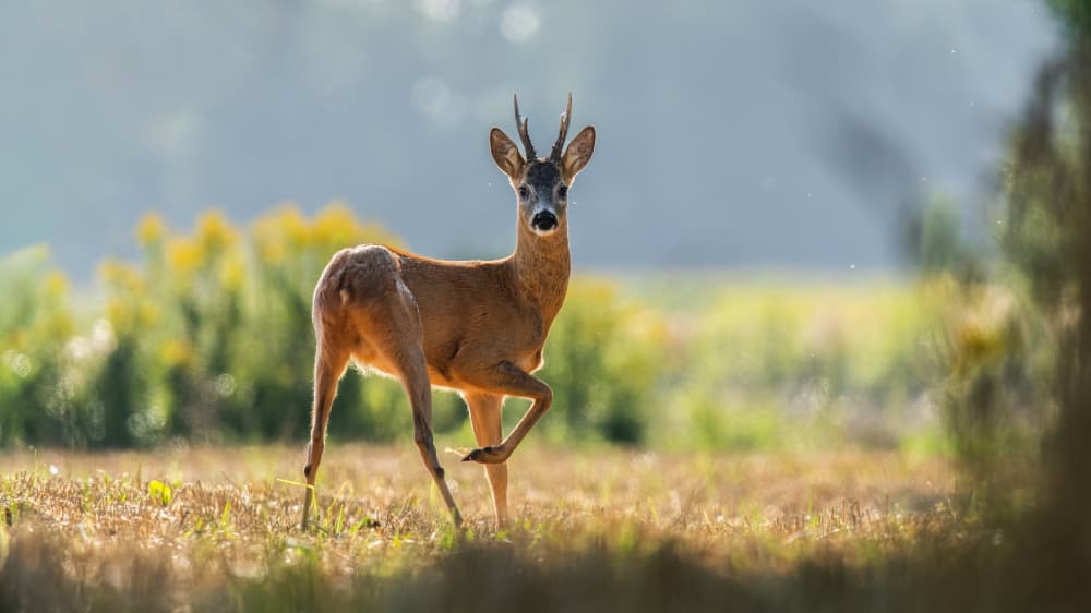 Golden Hour Roe Deer by Damian Stopczynski — canvas wall art