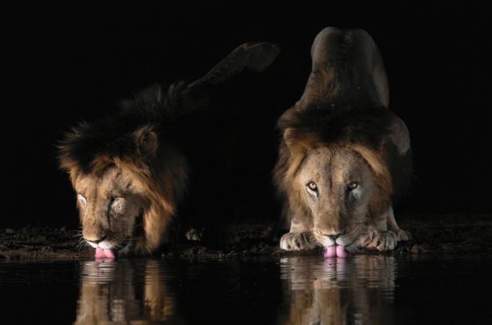 Powerful Lions At Night by Charlaine Gerber — canvas wall art