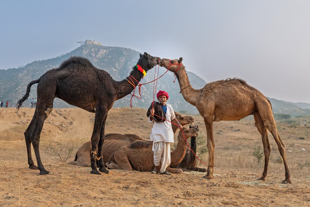 Desert Camels and Boy by Shaibal Nandi — canvas wall art