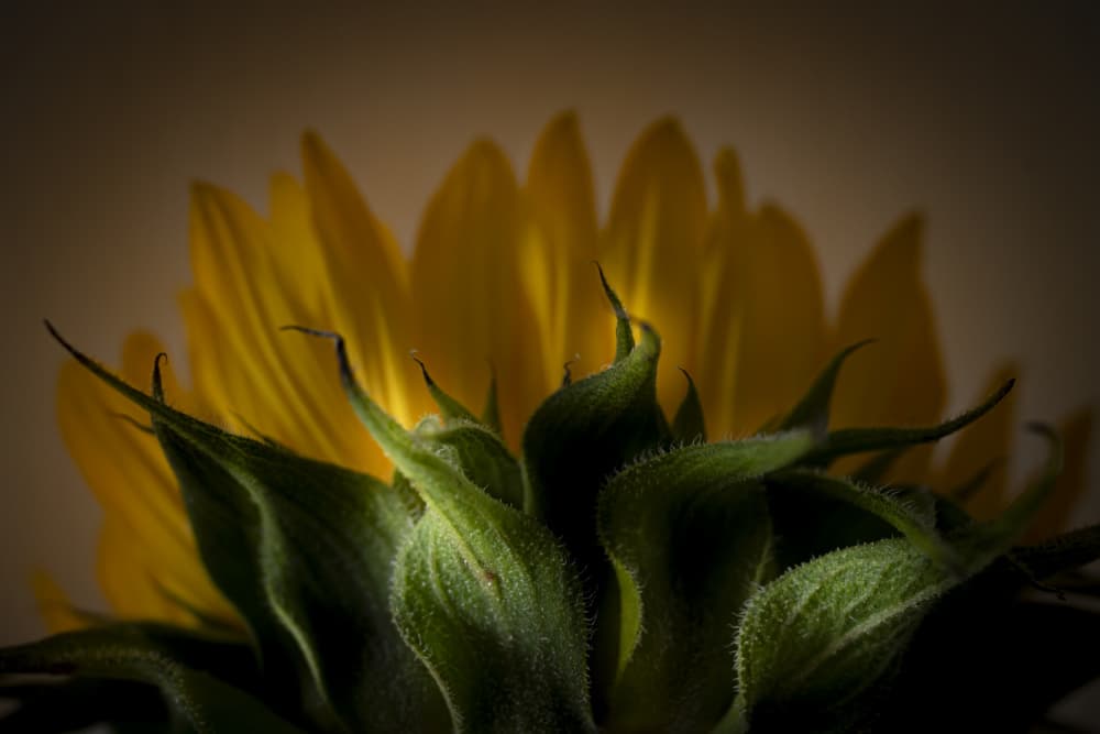 Golden Green Sunflower by Greetje van Son — canvas wall art