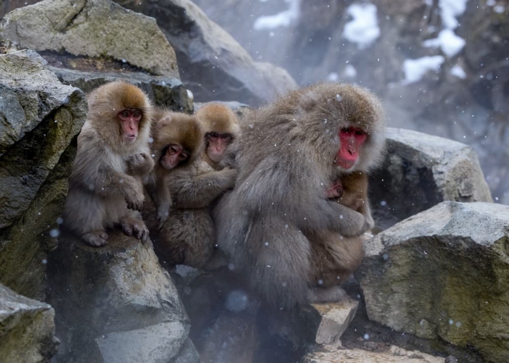 Snow Monkey Family by Joanna W — canvas wall art