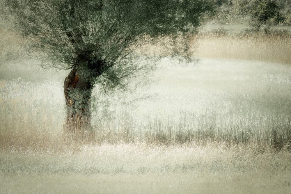 Willow by Nel Talen — canvas wall art