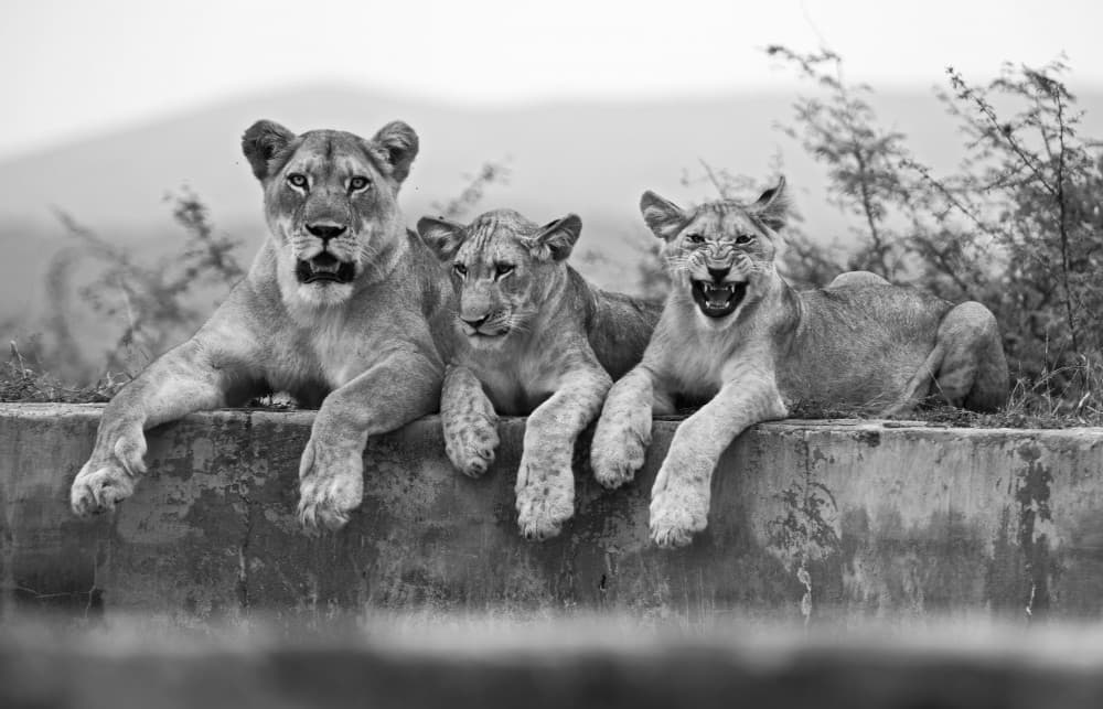 Lioness and Growling Cubs by Marco Pozzi — canvas wall art