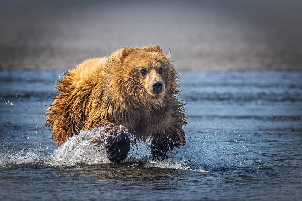 Grizzly Bear Running by Jeffrey C. Sink — canvas wall art