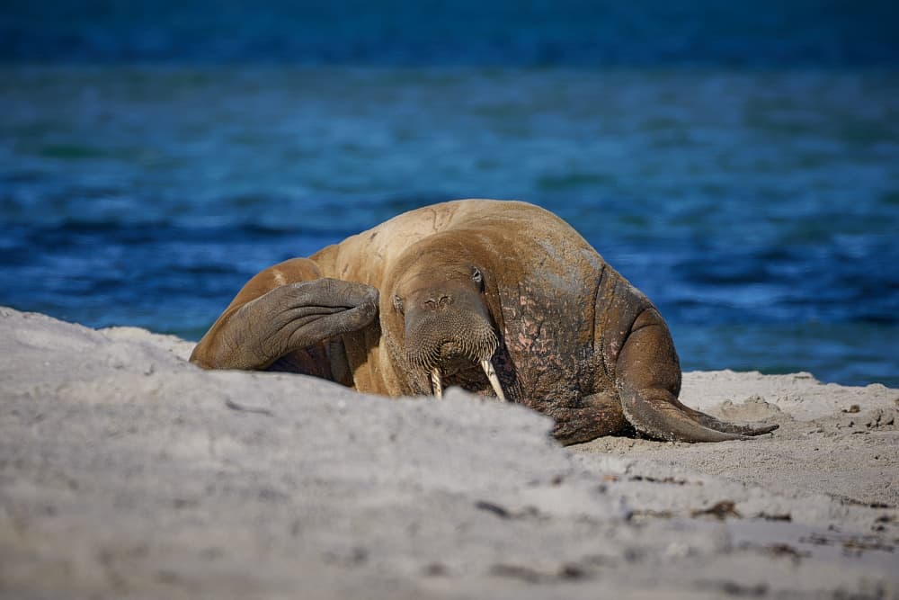 Resting Walrus Beach by Wiolett — canvas wall art