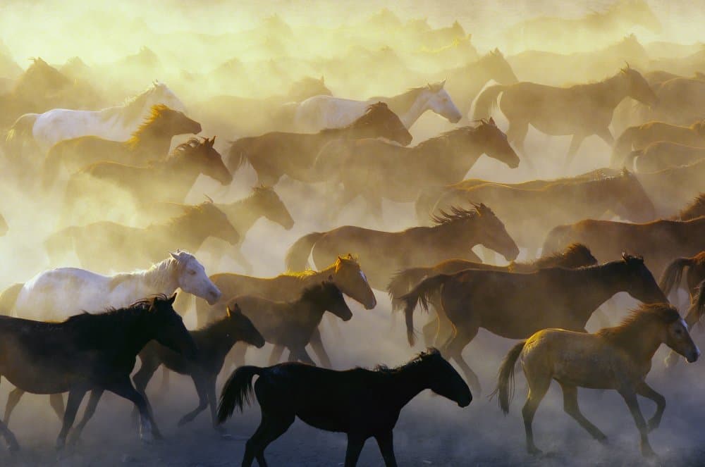 Horses In Golden Dust by Emir Bagci — canvas wall art